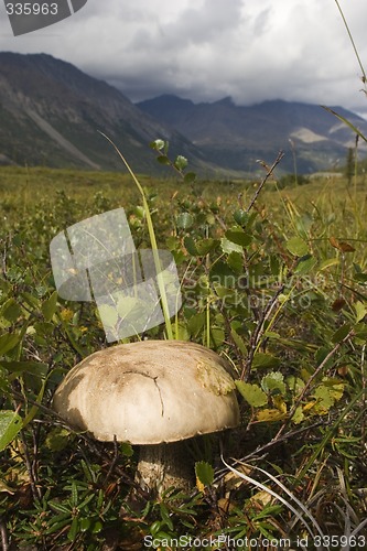 Image of Mushroom at highland plain