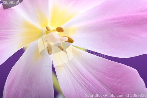 Image of Close-up single tulip flower