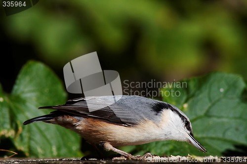 Image of nuthatch