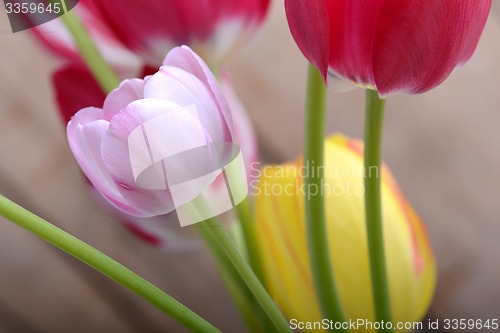 Image of close up to red tulips, close up flowers