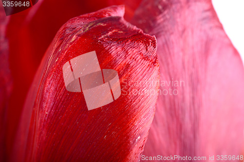 Image of Close up beautiful red tulip flower