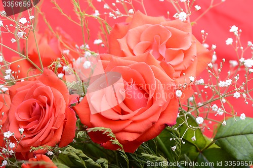 Image of bouquet of blossoming dark red roses in vase, close up flower