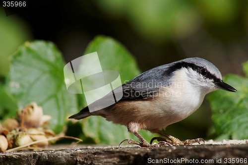 Image of nuthatch