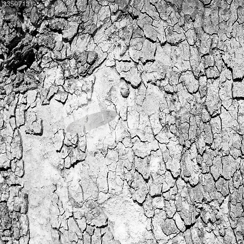 Image of in england london old bark and abstract wood texture