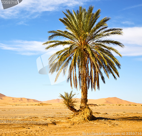 Image of palm in the  desert oasi morocco sahara africa dune