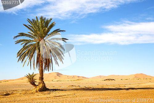 Image of palm in the  desert oasi morocco 