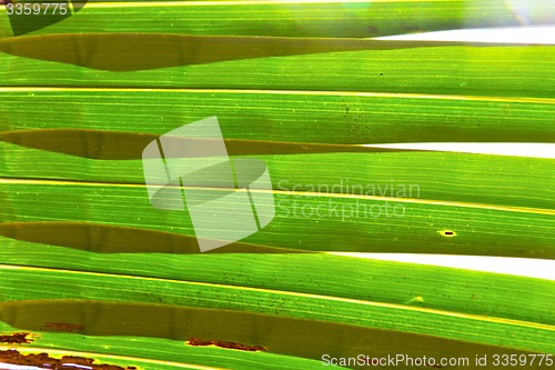 Image of   leaf  abstract  thailand in the light   