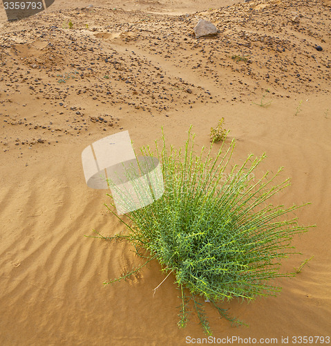 Image of palm in the  desert oasi morocco sahara africa dune