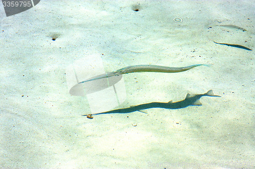 Image of   fish   isla contoy         in mexico     foam  the  sunny  