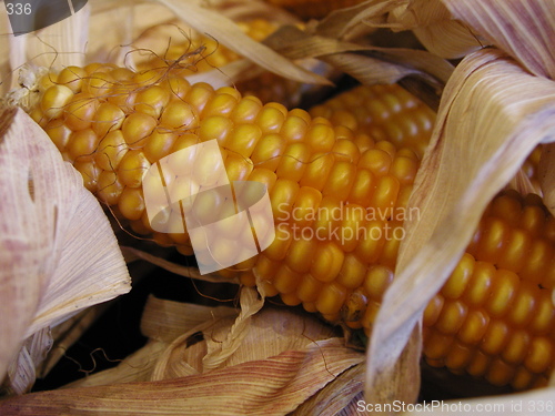 Image of Corn