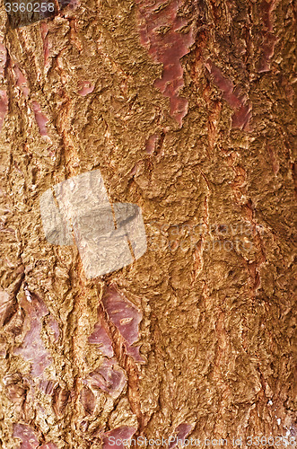 Image of wood texture