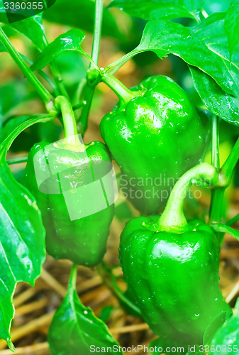 Image of green pepper