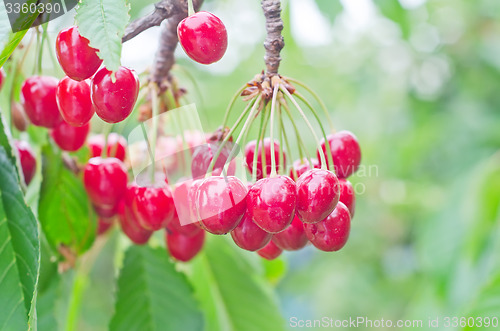 Image of cherry on tree