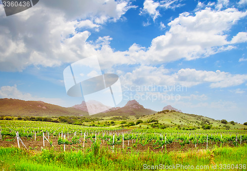 Image of vineyard