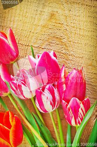 Image of Tulips