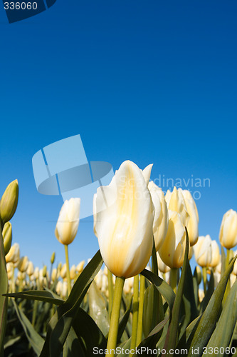 Image of White tulips