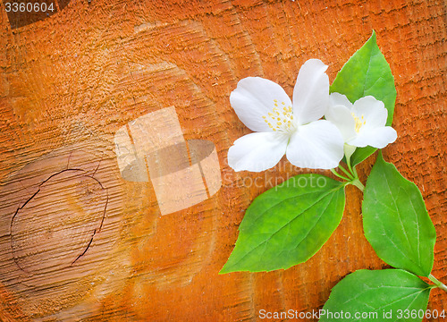 Image of jasmin on wooden background