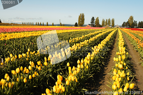 Image of Tulip field