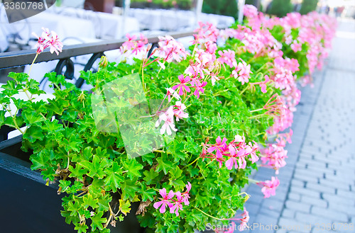 Image of Flowerpot with lilac flowers in outdoor cafe