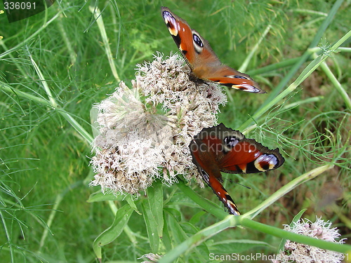 Image of Butterflies in garden