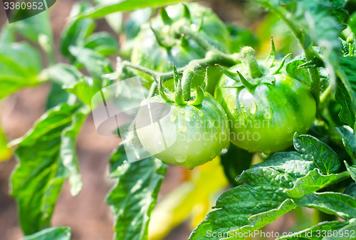 Image of green tomato