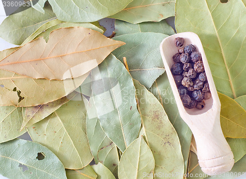 Image of laurel leaves