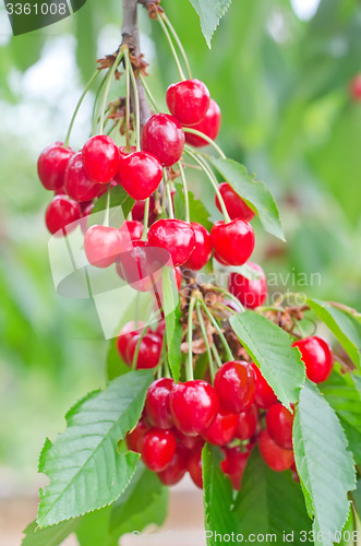 Image of cherry on tree