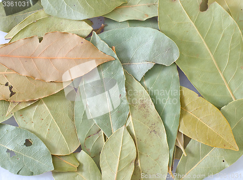 Image of laurel leaves