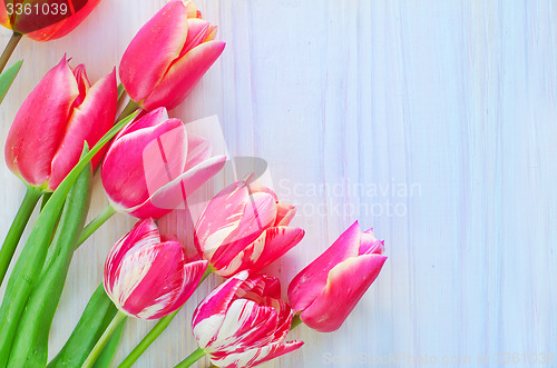 Image of Tulips