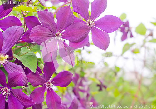 Image of clematis