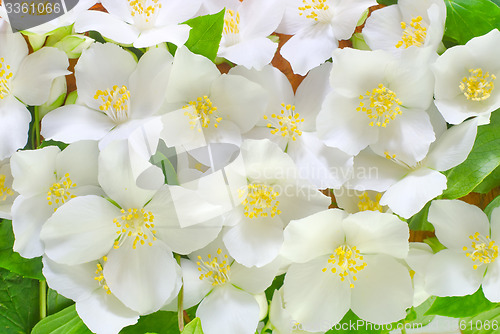 Image of jasmin