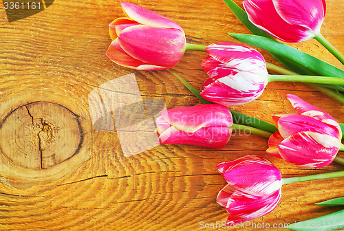 Image of Tulips