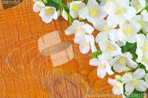 Image of jasmin