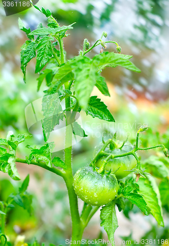 Image of green tomato