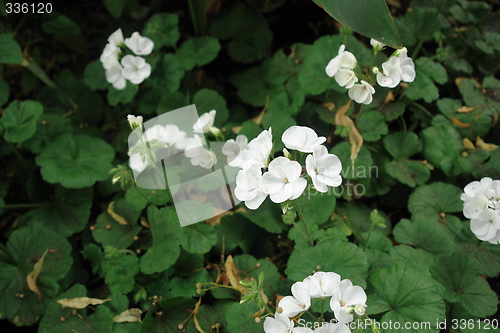 Image of Flowers in park