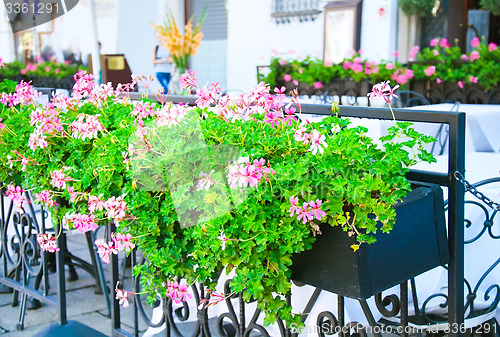 Image of Flowerpot with lilac flowers in outdoor cafe