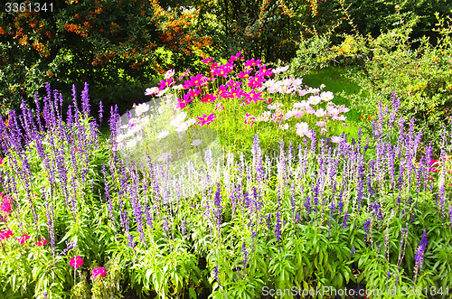 Image of Flowers