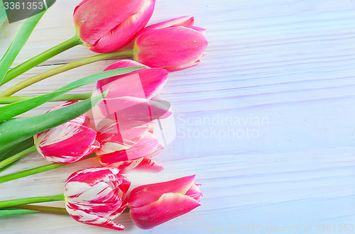 Image of Tulips