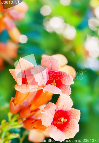 Image of Flowers