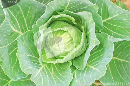 Image of cabbage