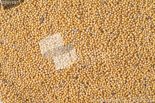 Image of mustard