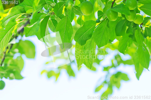 Image of leaves