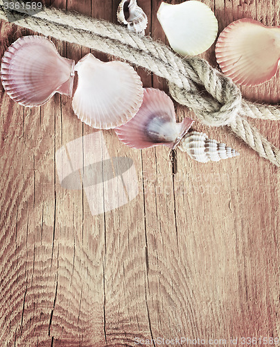 Image of shells on wooden background