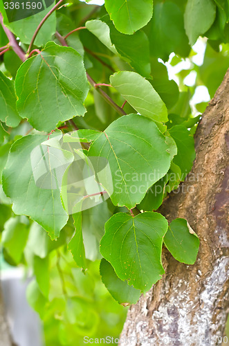 Image of tree
