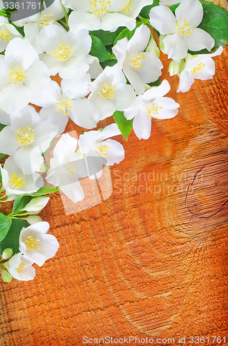 Image of jasmin