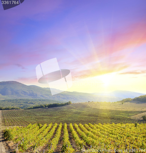 Image of vineyard