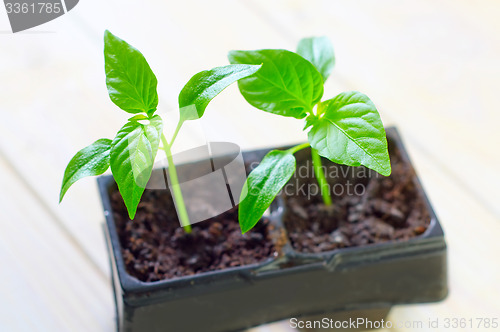 Image of seedling