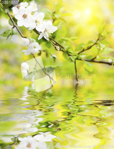 Image of spring flowers