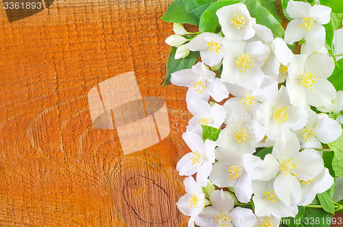 Image of jasmin