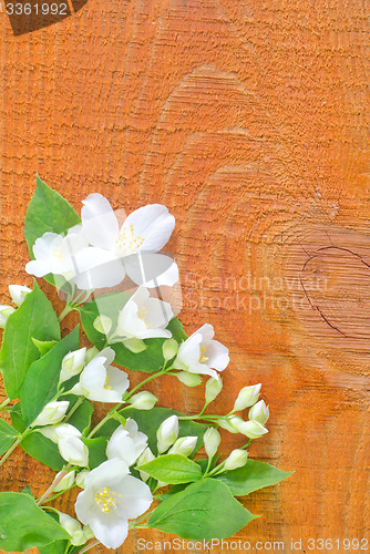 Image of jasmin on wooden background